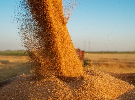 Grain Producer and Trader